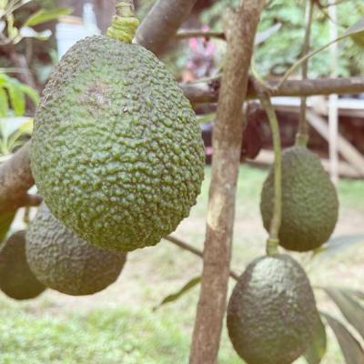 タンザニアのクリーミーで濃厚なアボカドの木 タンザニアのクリーミーで濃厚なアボカドの木